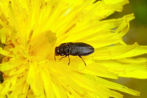 Anthaxia sp.